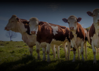 Le printemps : Les fromages au lait de vache